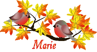 bird-23107